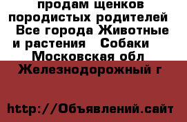 продам щенков породистых родителей - Все города Животные и растения » Собаки   . Московская обл.,Железнодорожный г.